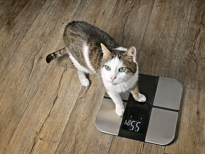 A cat standing on a human scale