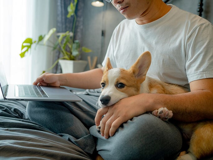 A corgi resting in its owner's lap