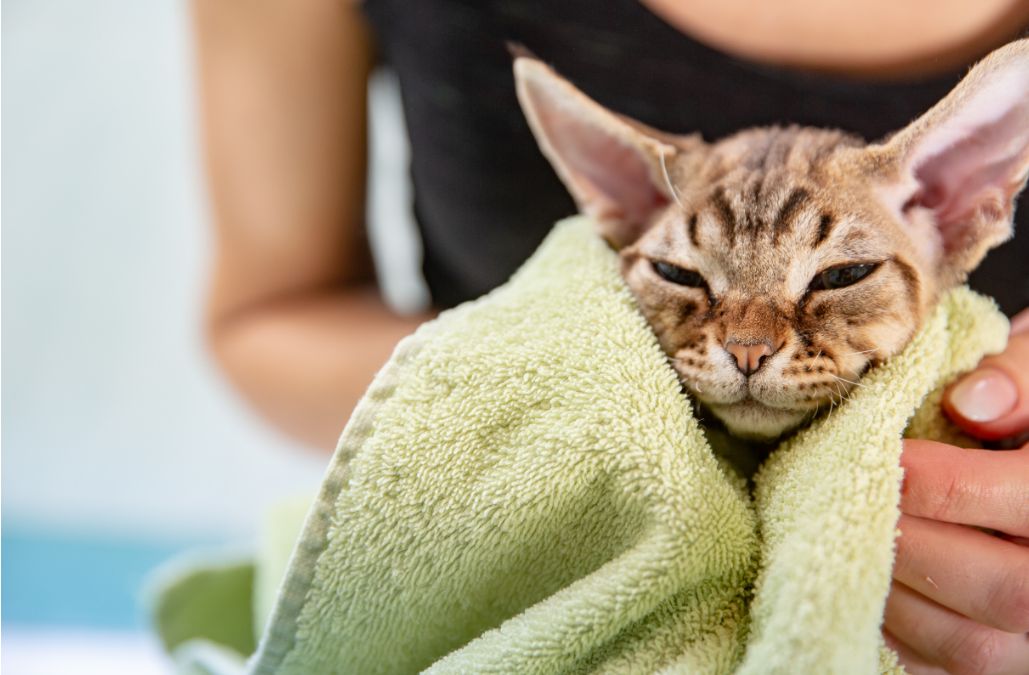 A cat getting toweled off after a bath