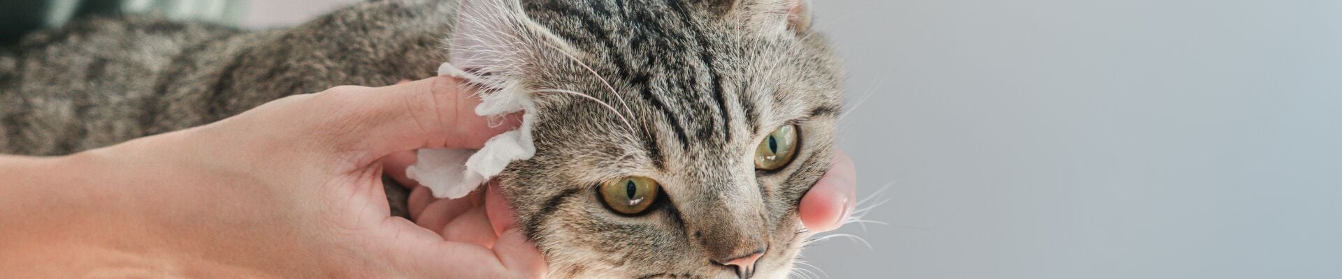 A tabby cat getting it's ear examined
