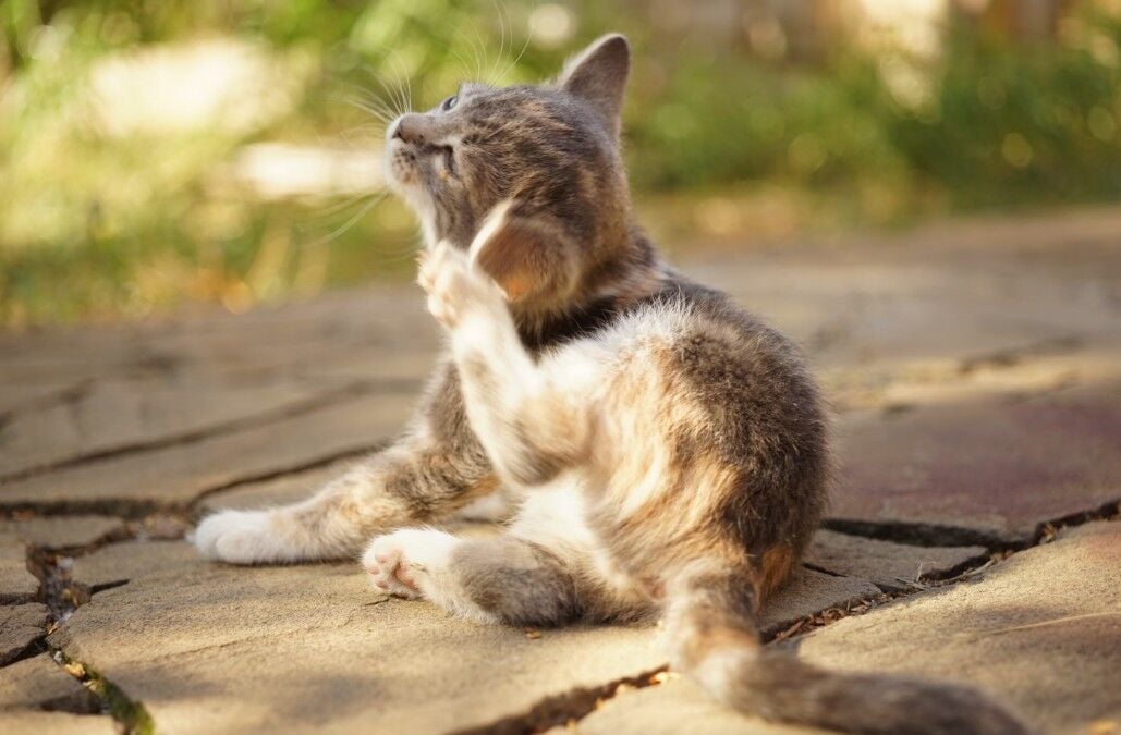 A kitten scratching the back of it's ear