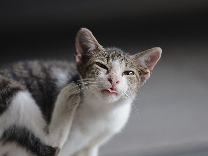 A kitten scratching behind it's ear