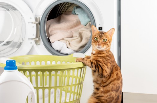 An orange cat in front of laundry
