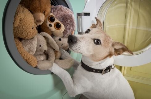 dog playing with toys