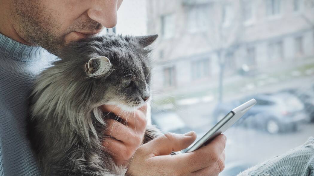 A cat looking at its owner's phone