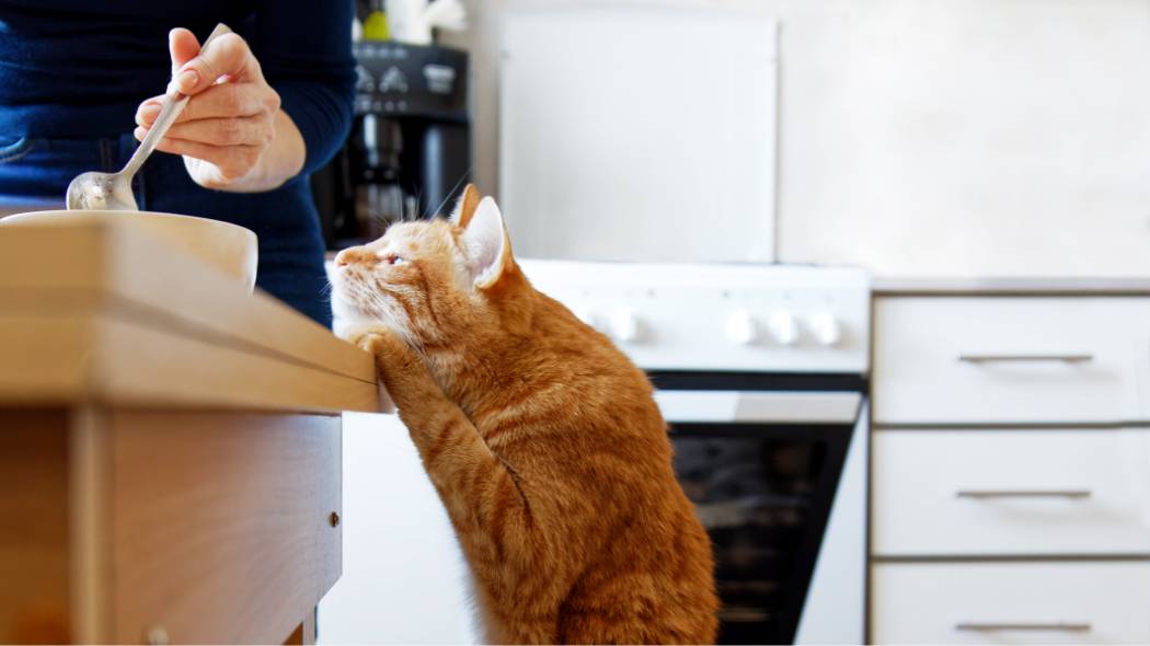 A cat reaching for its owner's food