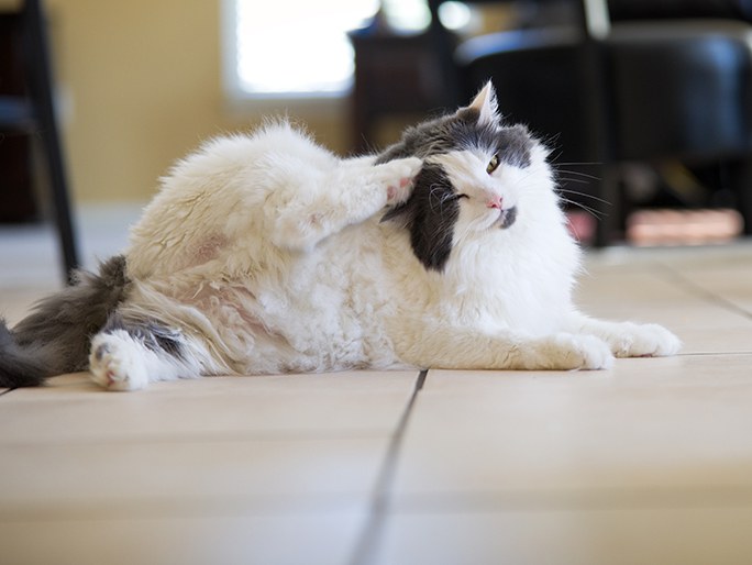 A white cat scratching itself