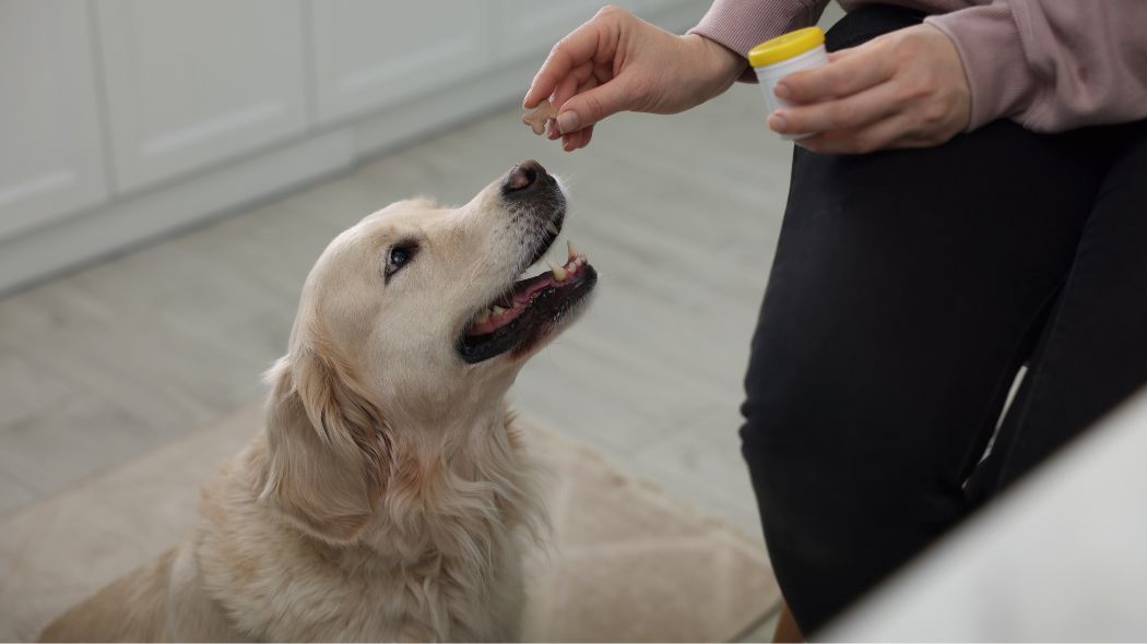 A Golden Retriever getting treats