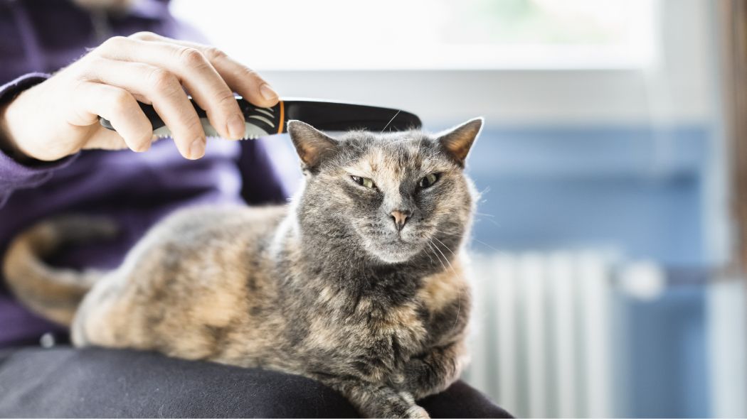 A cat getting brushed by their owner