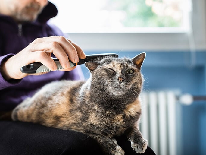 A cat getting brushed by their owner