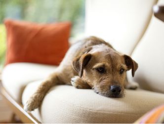 A dog laying on a couch