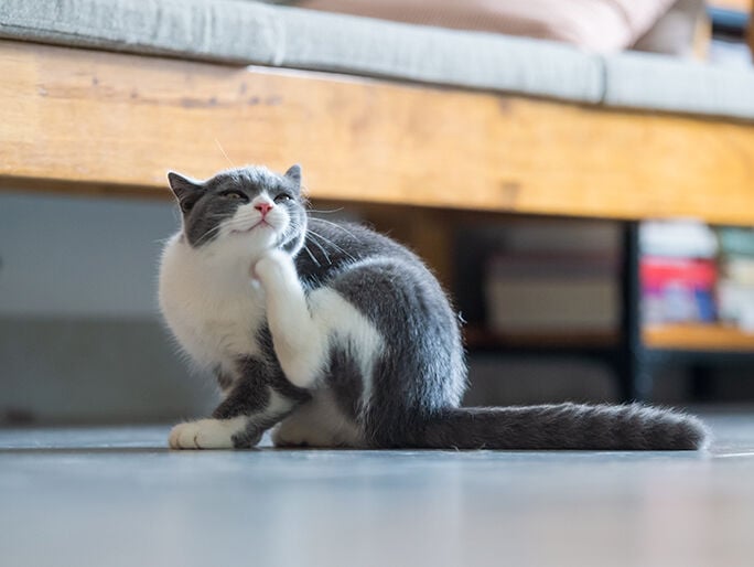 A gray and white cat scratching under it's head