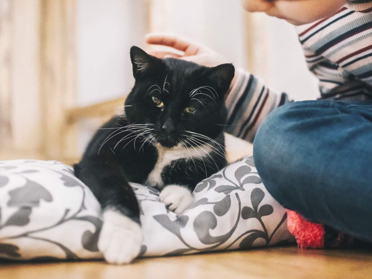 A black and white cat being pet by it's owner