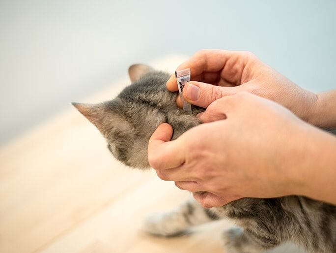 A tabby cat being given flea medication