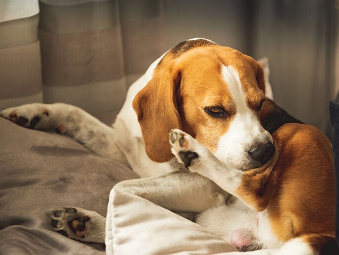 A beagle scratching under it's chin