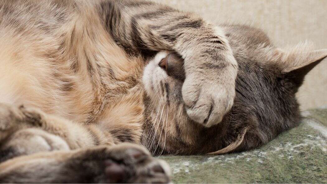 A tabby cat covering it's eyes
