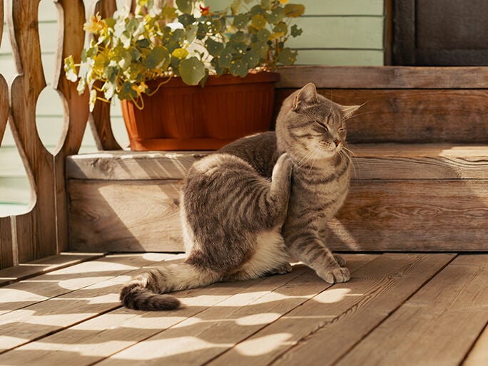 A brown and white cat scratching behind it's ear