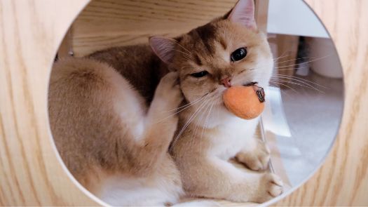 An itchy cat with a toy in it's mouth