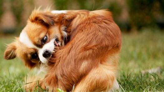 A Pekingese biting it's backside