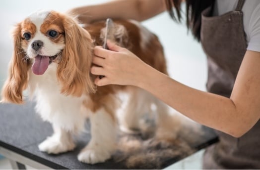 dog getting cleaned up