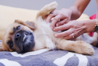 doctor checking the dog