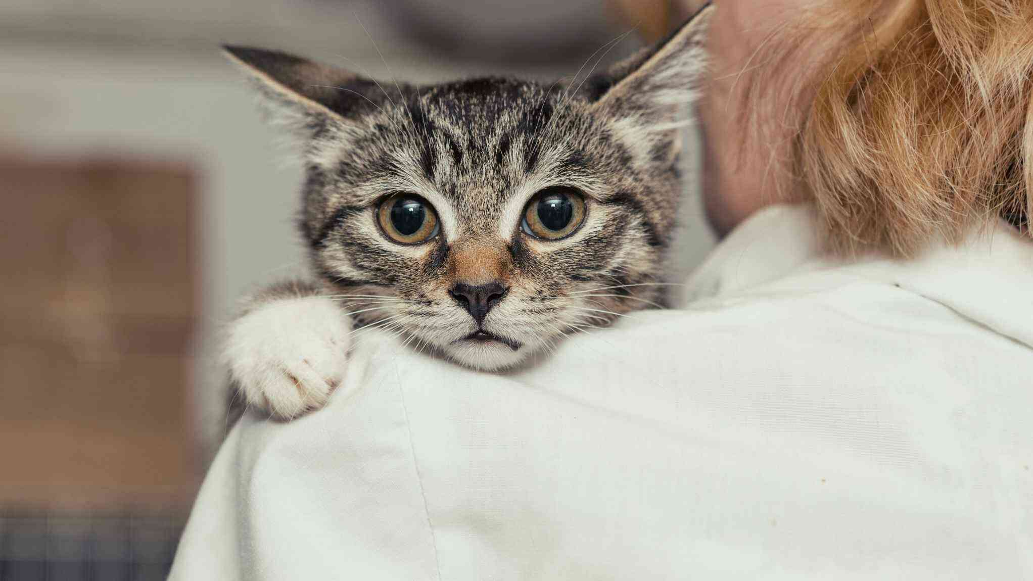 cat is on owner shoulder