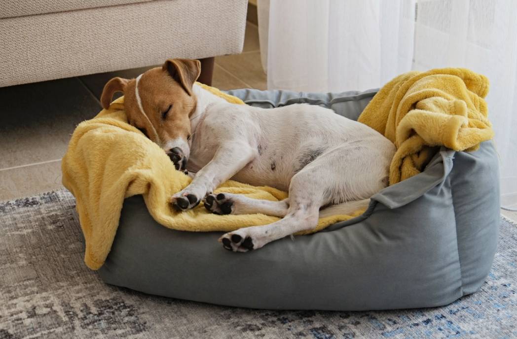 dog sleeping on the bed