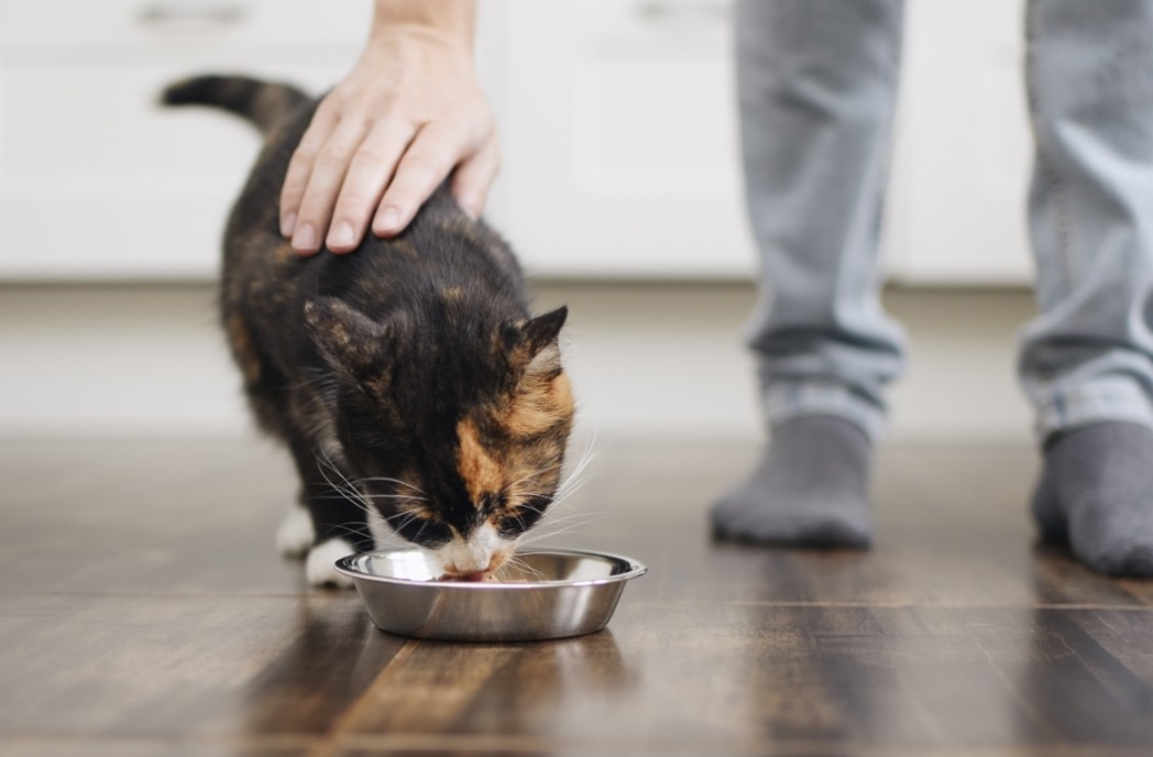 cat is eating