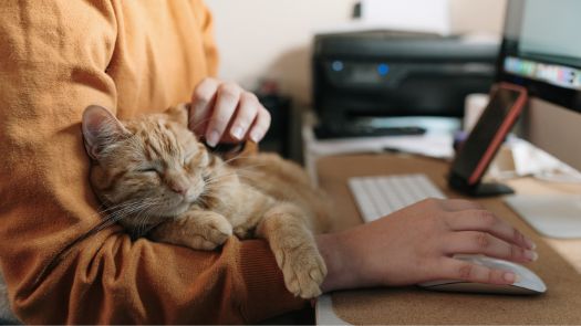 A cat laying in its owner's lap