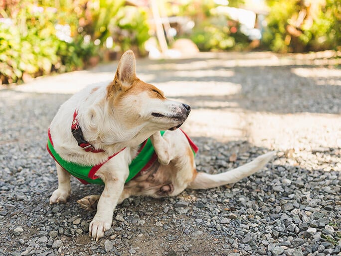 A dog scratching itself in the street