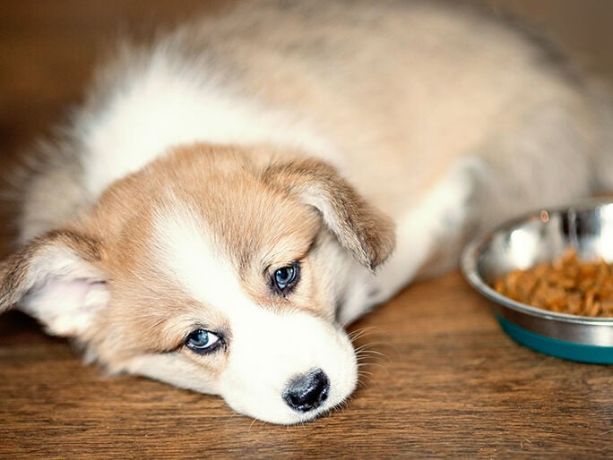 A dog laying next to food