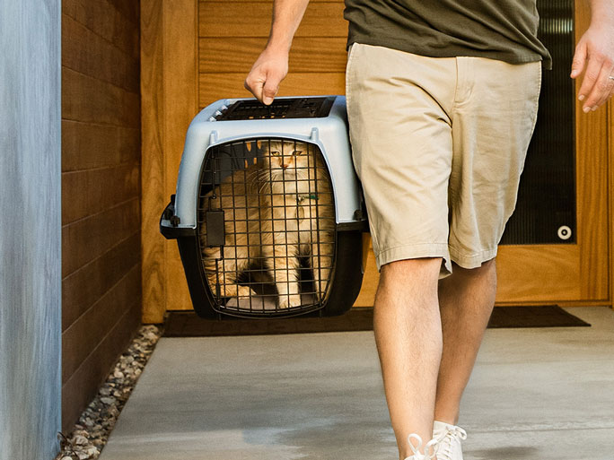 A cat in its carrier