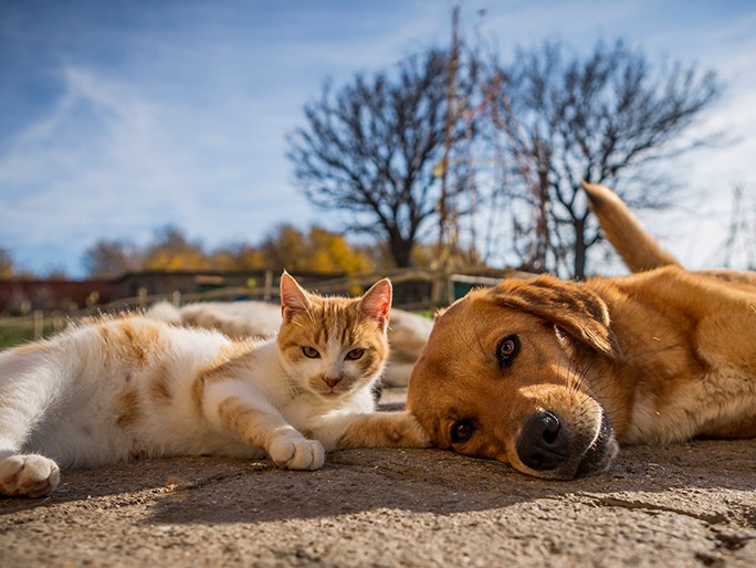A cat and dog laying next to each other