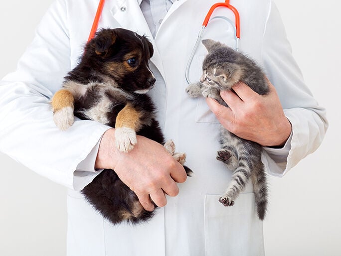 A puppy and kitten being held