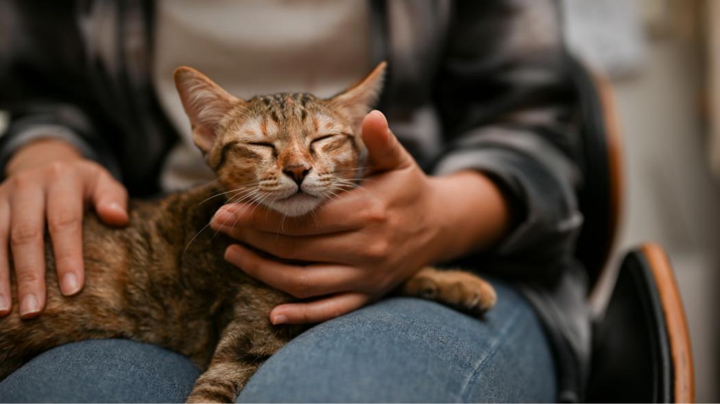 A brown cat being cradled by its owner