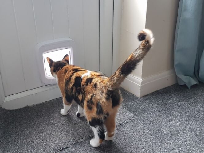 A cat walking through its cat door
