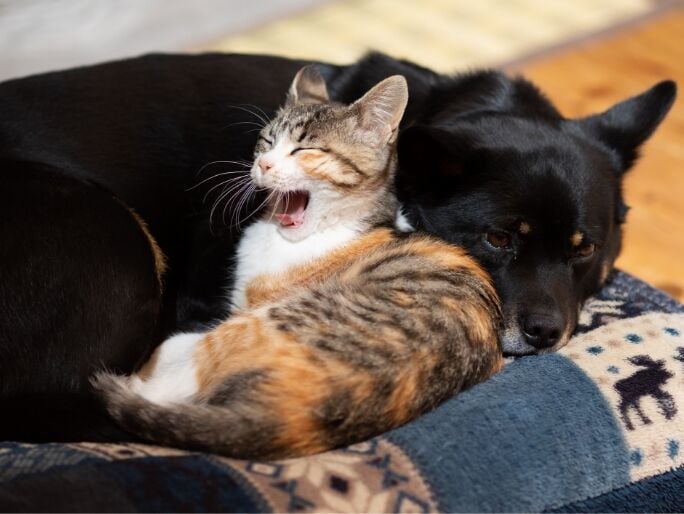 A yawning cat laying next to a dog