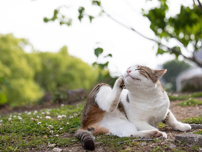 cat in ground