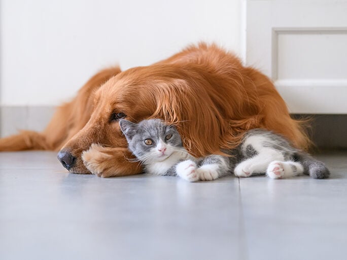 grey cat sleeping on top of brown dog