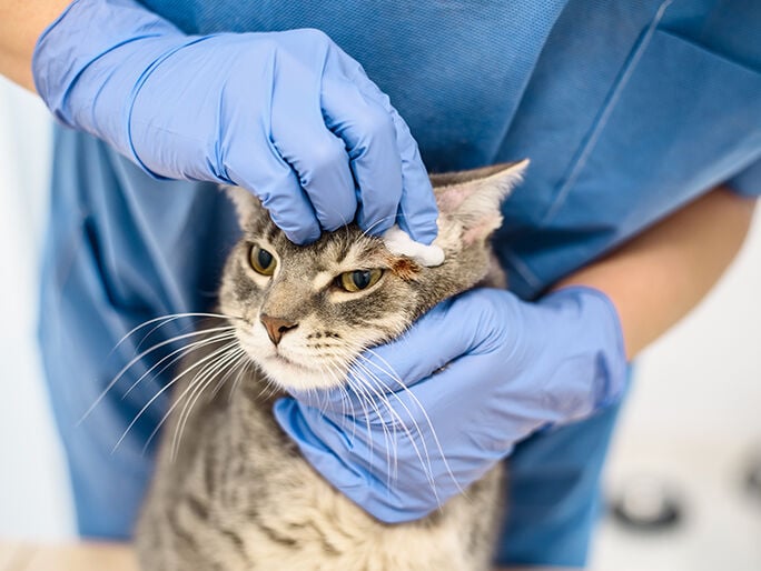 doctor cleaning cat head