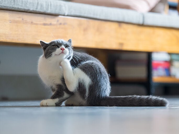 grey and white cat