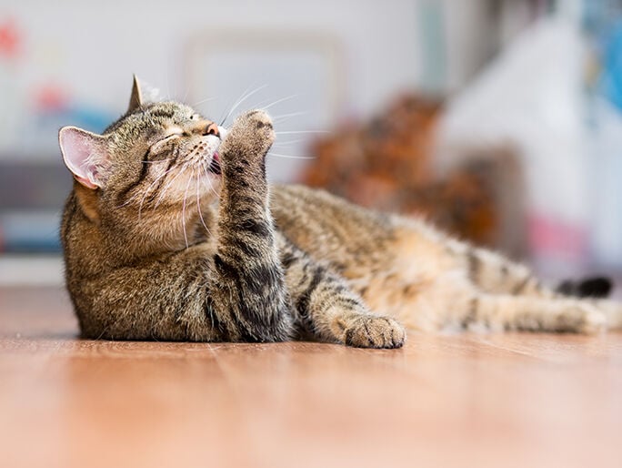 brown cat playing