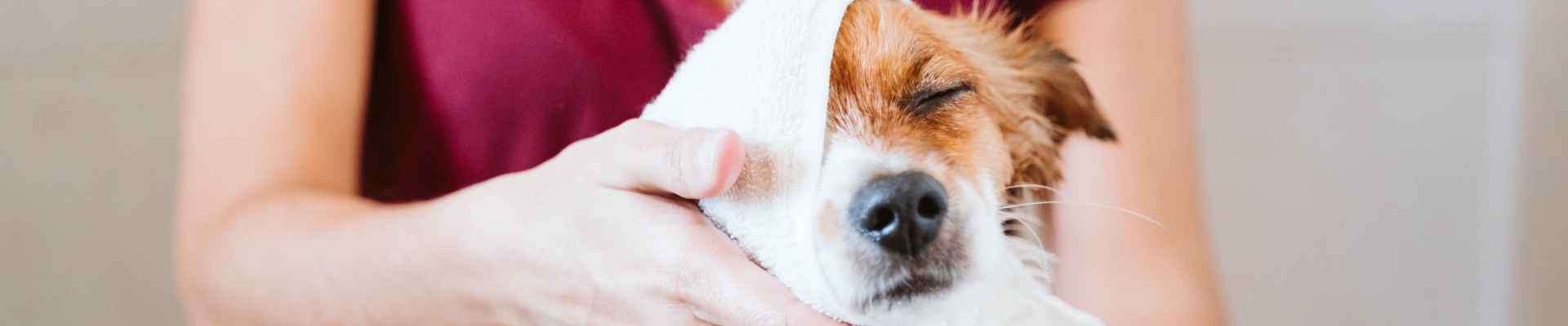 Brown and white dog getting its face washed