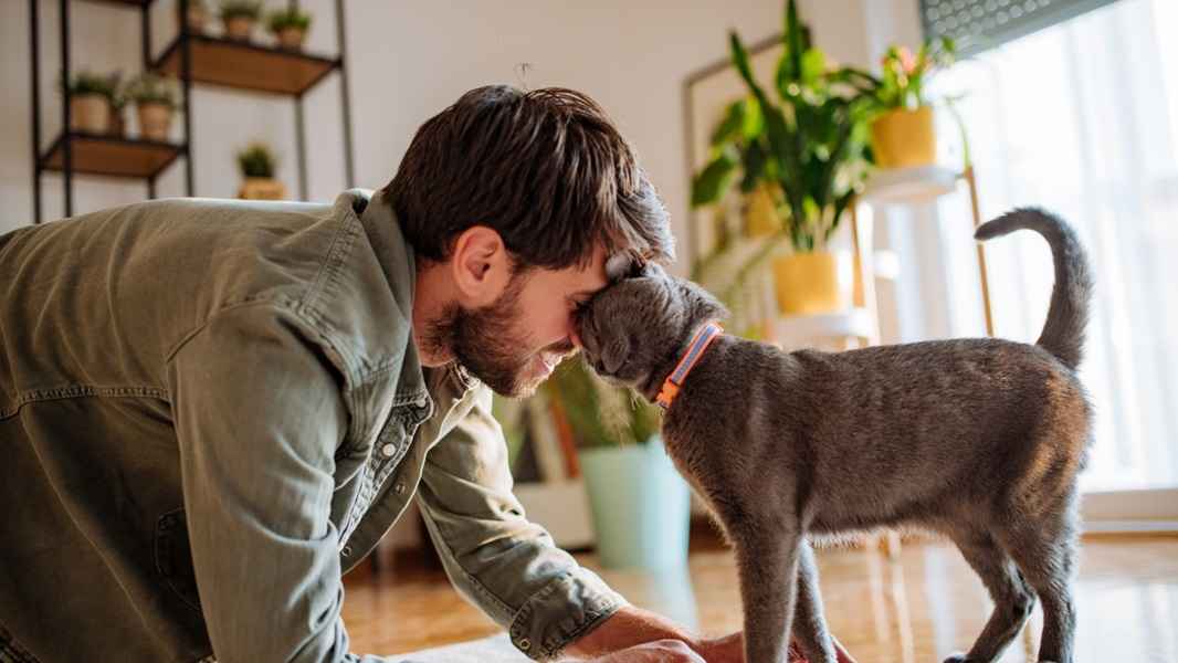 A brown cat nuzzles its face against its owner's