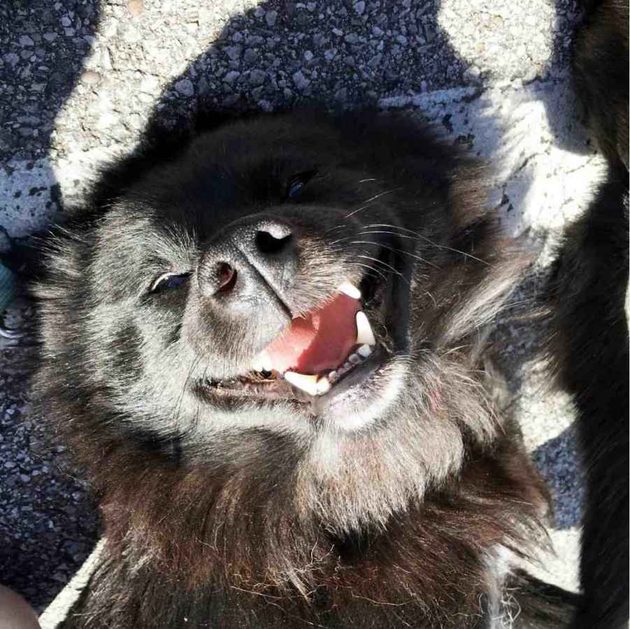 A close-up of a dog